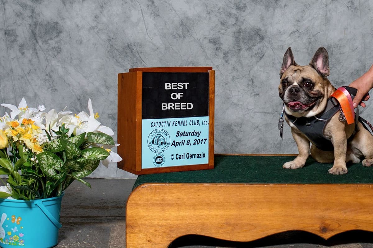 French Bulldog Puppies breeder image 1