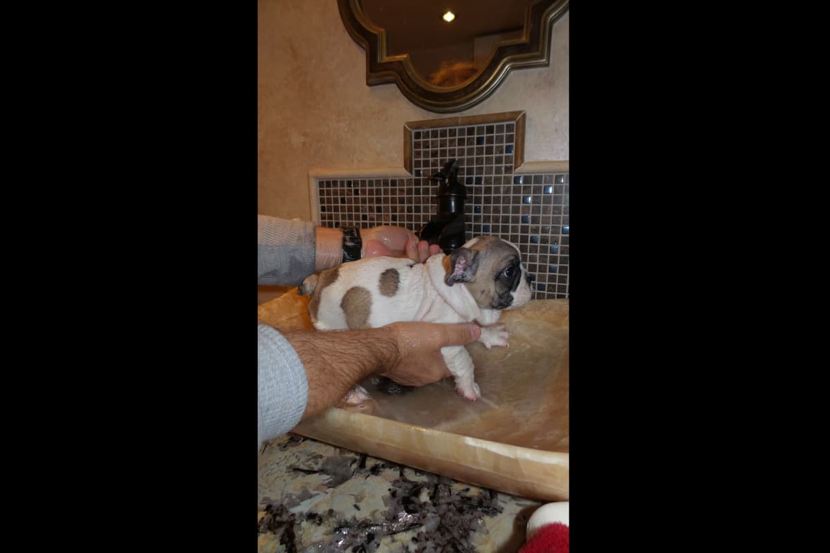 French Bulldog Puppies breeder image 4