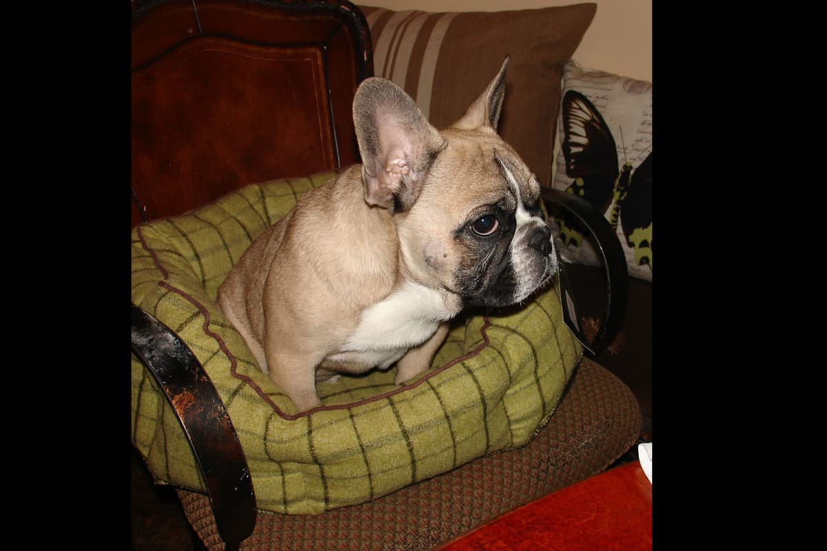 French Bulldog Puppies breeder image 3