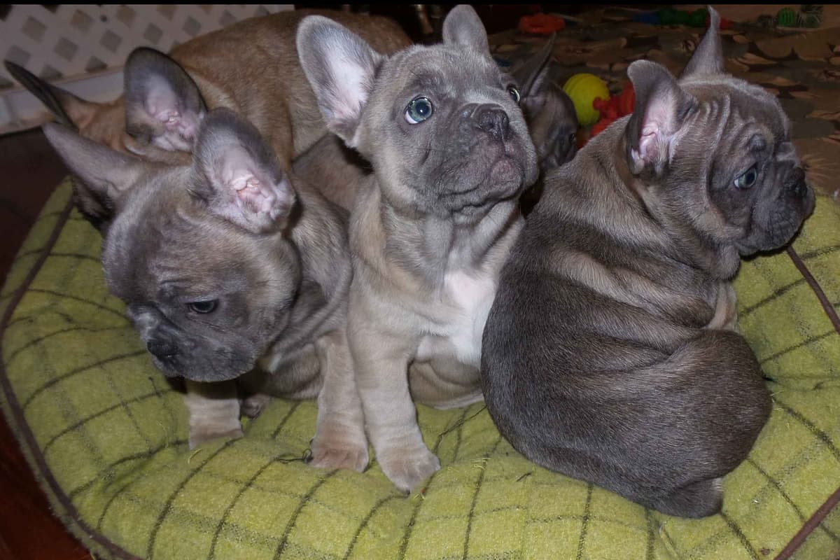 French Bulldog Puppies breeder image 15