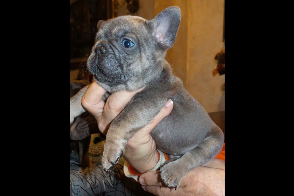 French Bulldog Puppies breeder image 16