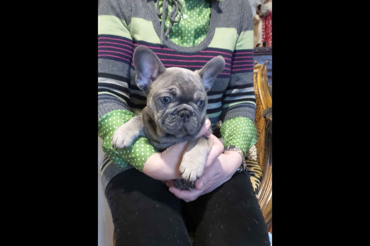 French Bulldog Puppies breeder image 17