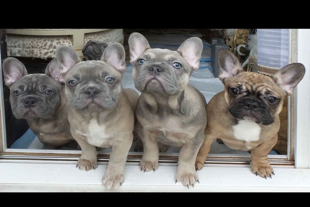 French Bulldog Puppies breeder image 18