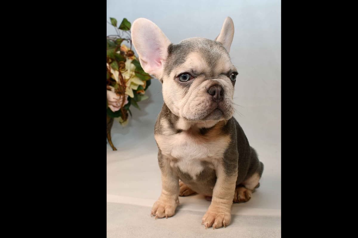 French Bulldog Puppies breeder image 19