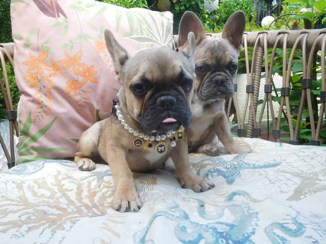 French Bulldog Puppies media 2