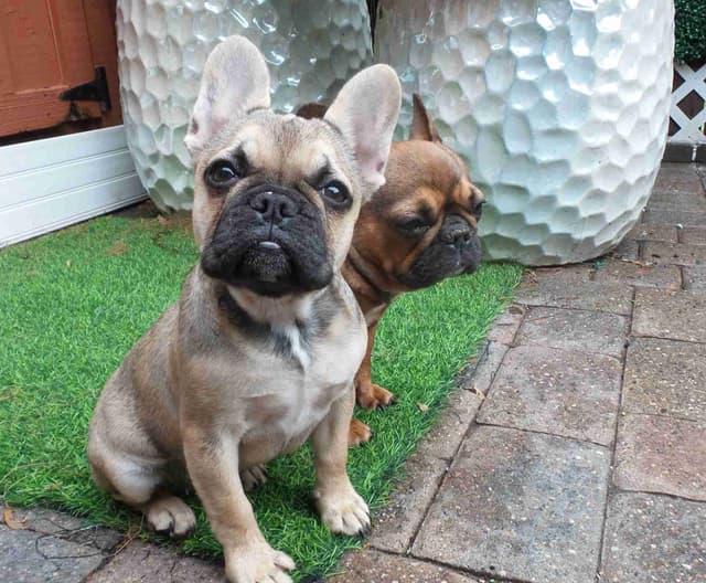 French Bulldog Puppies media 3