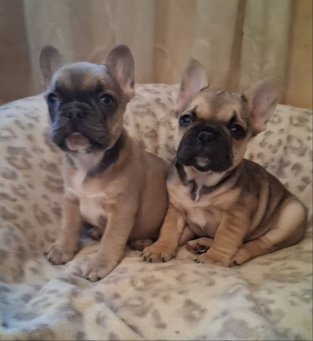 French Bulldog Puppies media 4