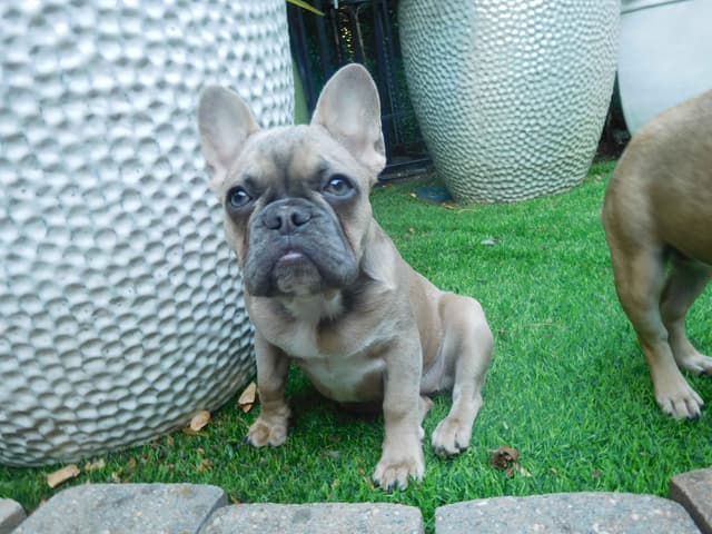 French Bulldog Puppies media 5
