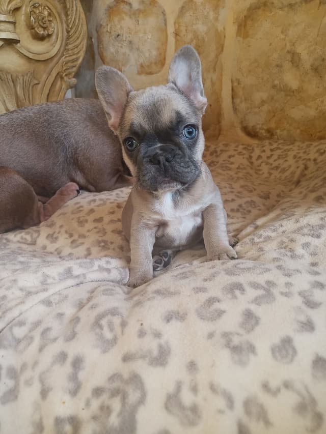 French Bulldog Puppies media 6