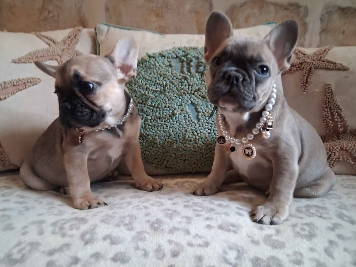 French Bulldog Puppies breeder image 20