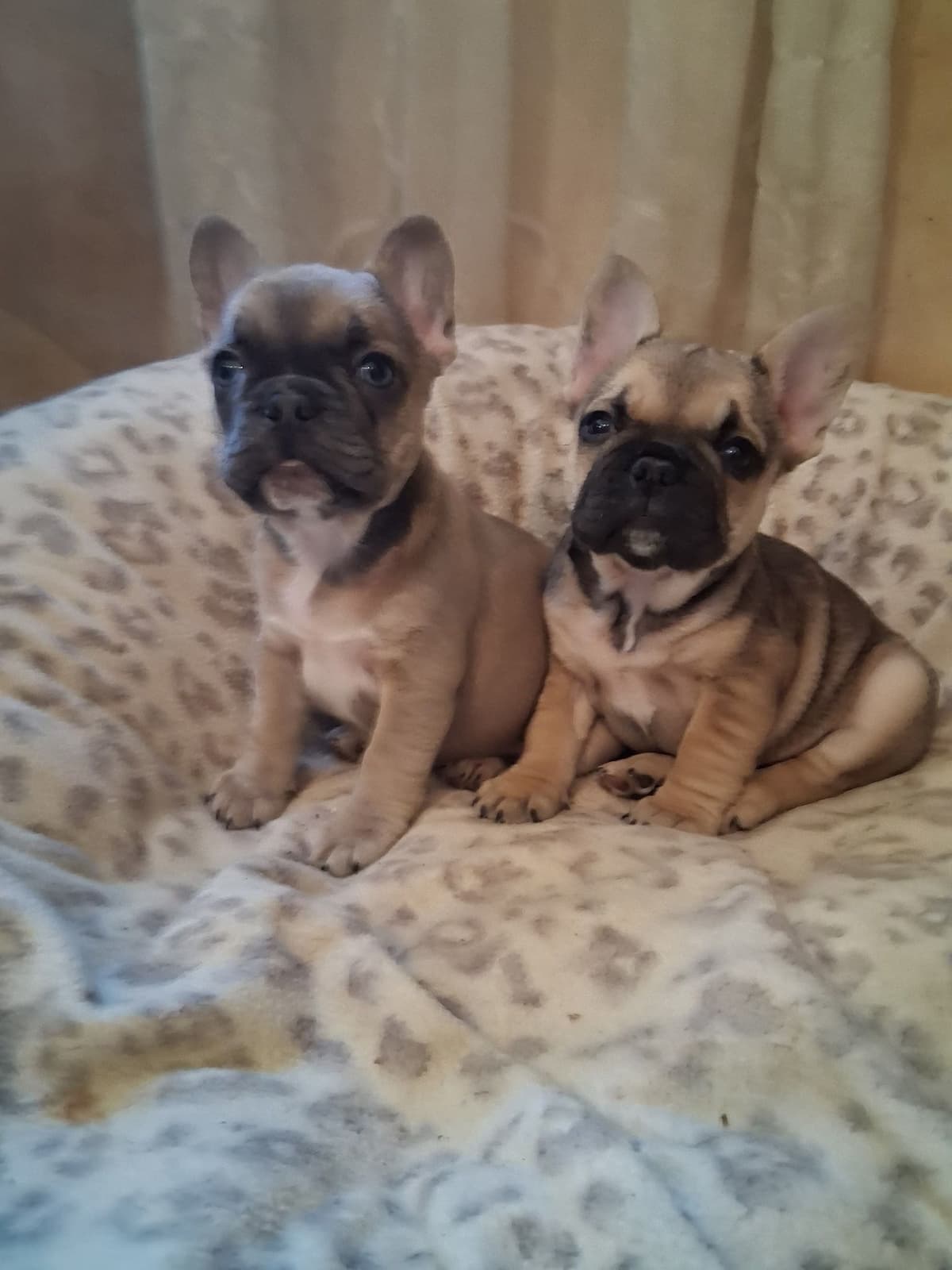 French Bulldog Puppies breeder image 23