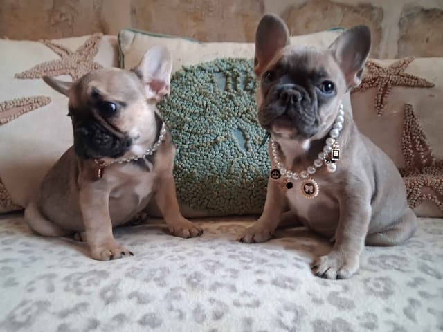 French Bulldog Puppies media 9