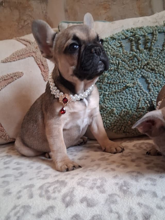French Bulldog Puppies media 7