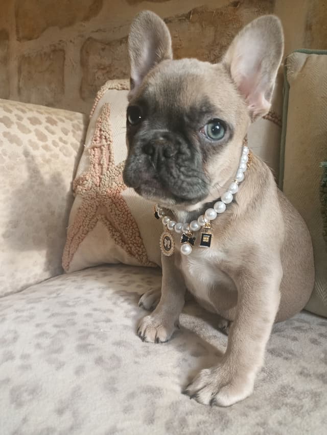 French Bulldog Puppies media 8