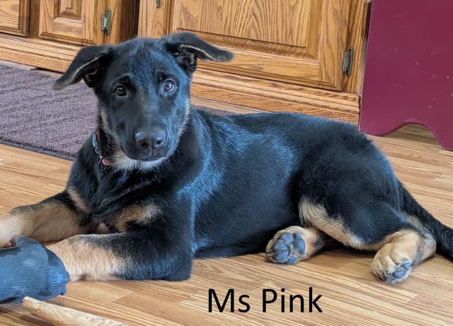 German Shepherd Dog Puppies media 3