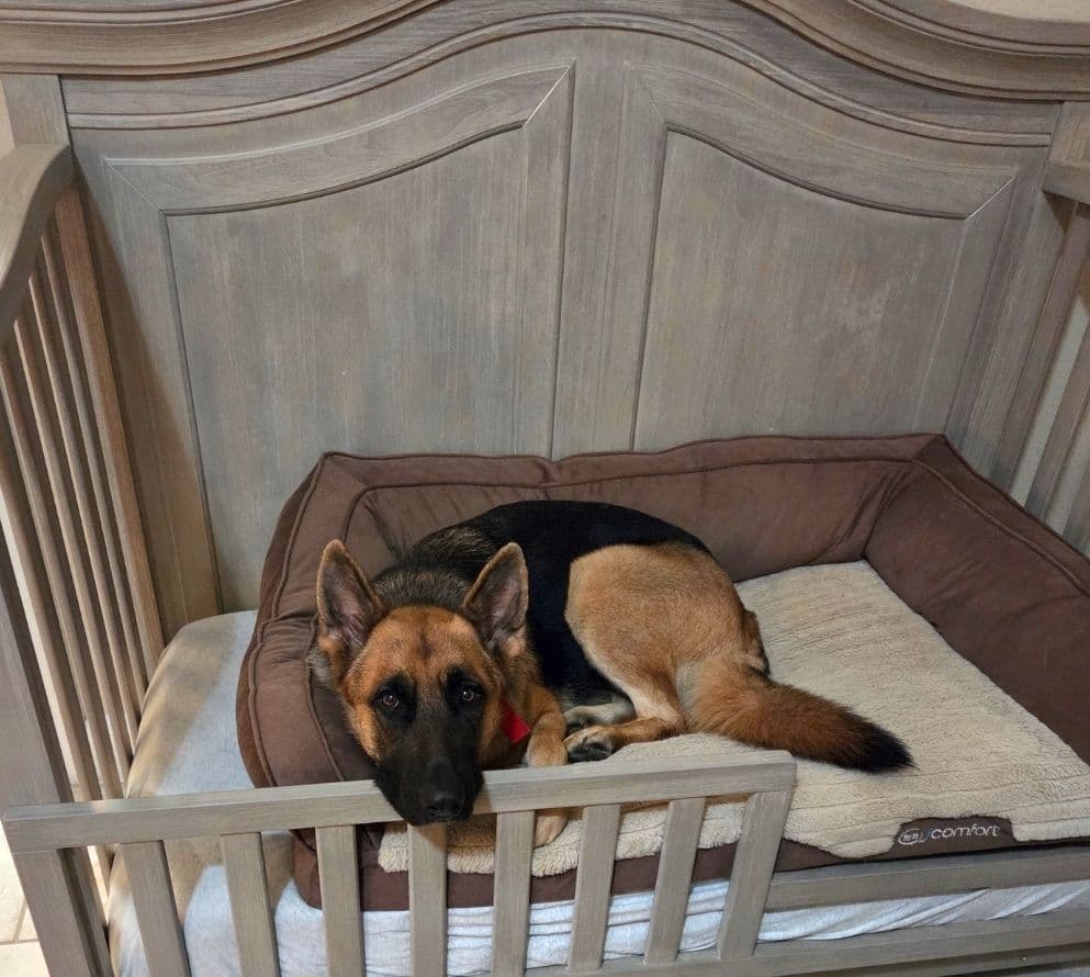German Shepherd Dog Puppies breeder image 2