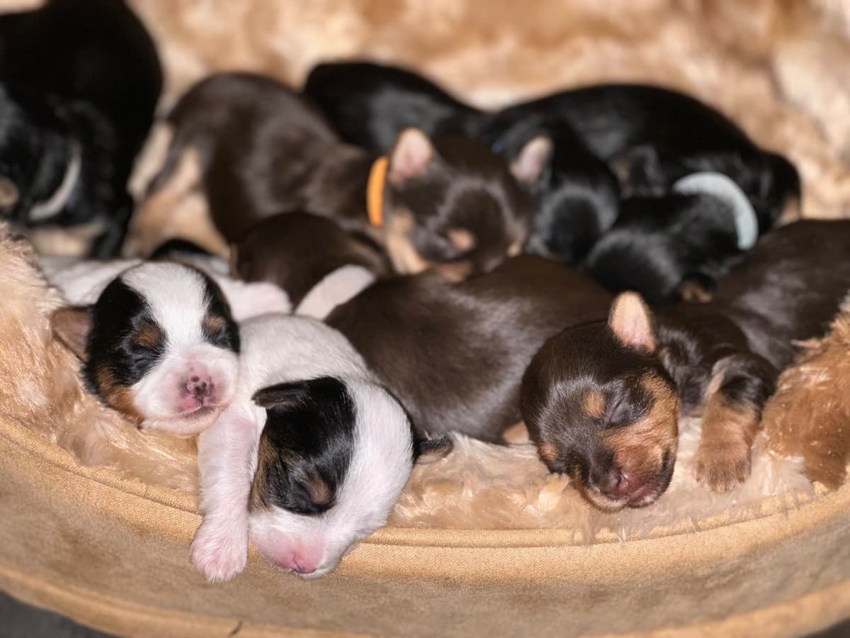 Yorkshire Terrier Puppies breeder image 1
