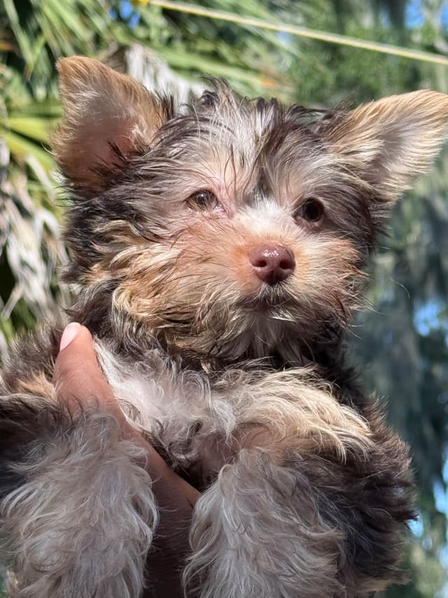 Yorkshire Terrier Puppies media 2