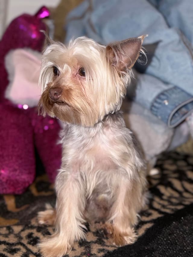 Yorkshire Terrier Puppies media 3
