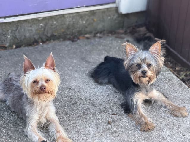 Yorkshire Terrier Puppies media 4
