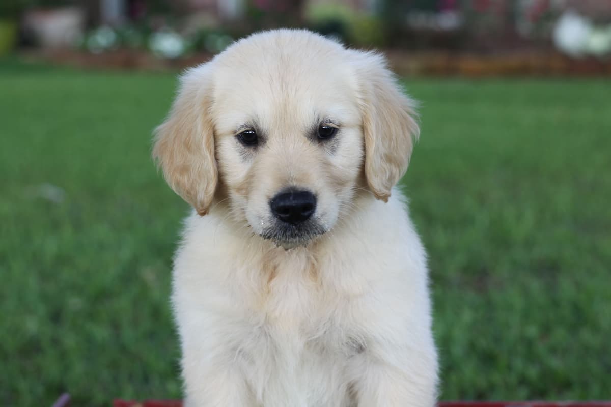Golden Retriever Puppies breeder image 1