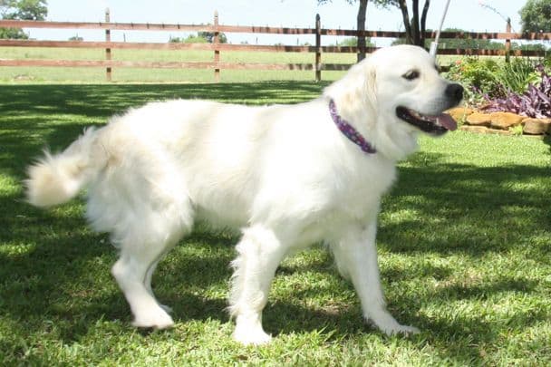 Golden Retriever Puppies breeder image 17