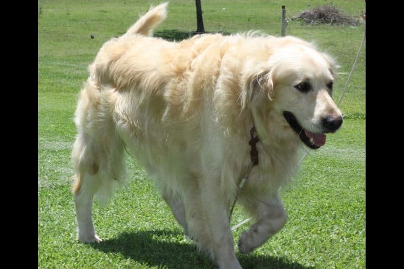 Golden Retriever Puppies breeder image 15
