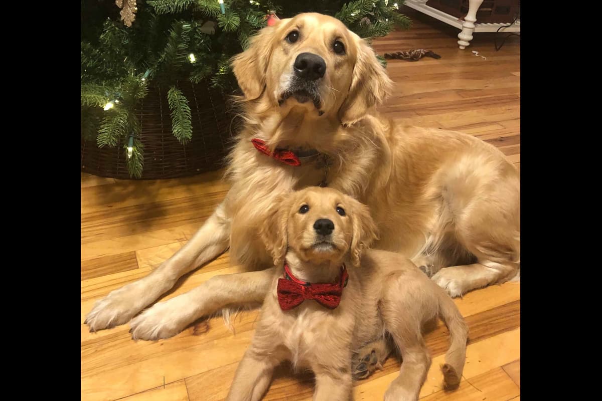 Golden Retriever Puppies breeder image 14