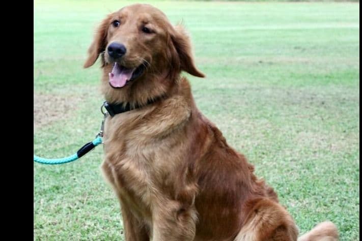Golden Retriever Puppies breeder image 4