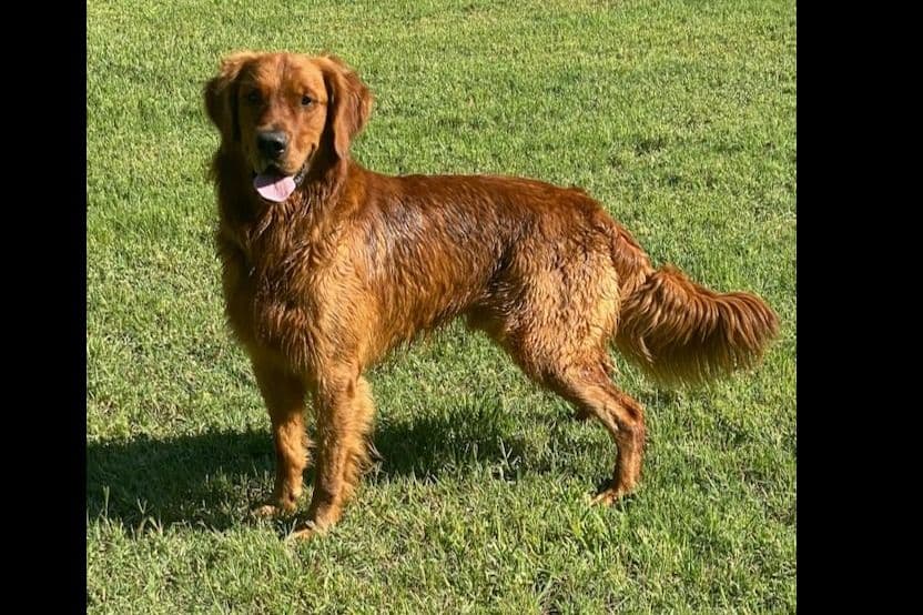 Golden Retriever Puppies breeder image 12