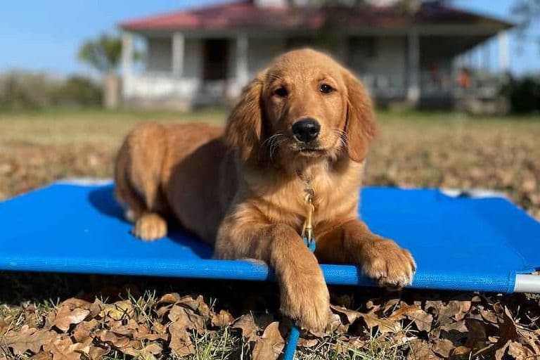 Golden Retriever Puppies breeder image 6