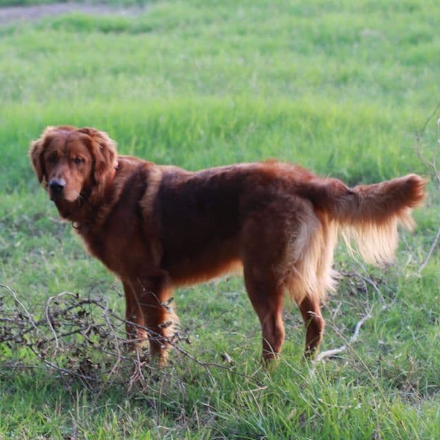 Golden Retriever Puppies breeder image 3