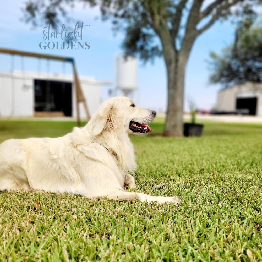Golden Retriever Puppies breeder image 11