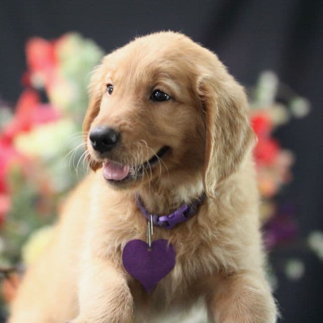 Golden Retriever Puppies breeder image 7