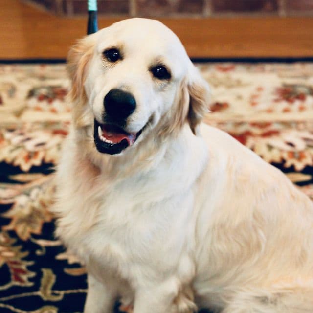 Golden Retriever Puppies breeder image 8