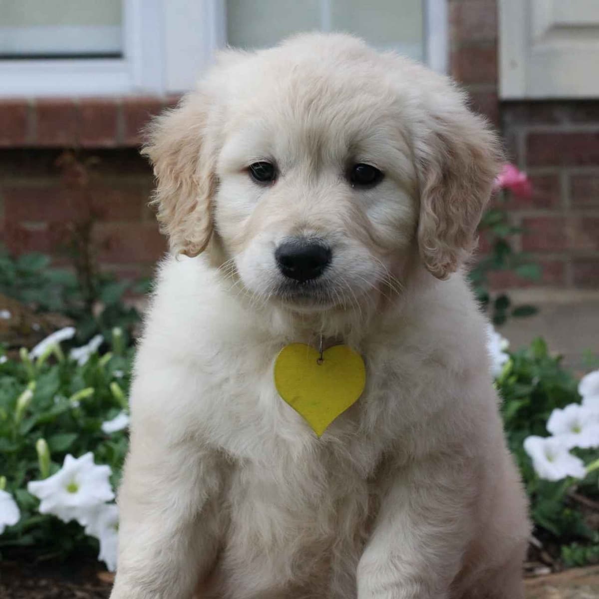 Golden Retriever Puppies breeder image 9