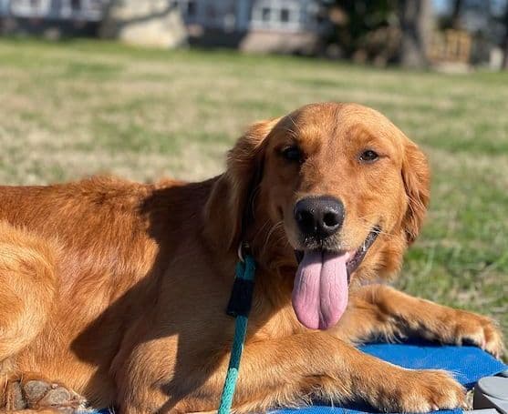 Golden Retriever Puppies breeder image 10