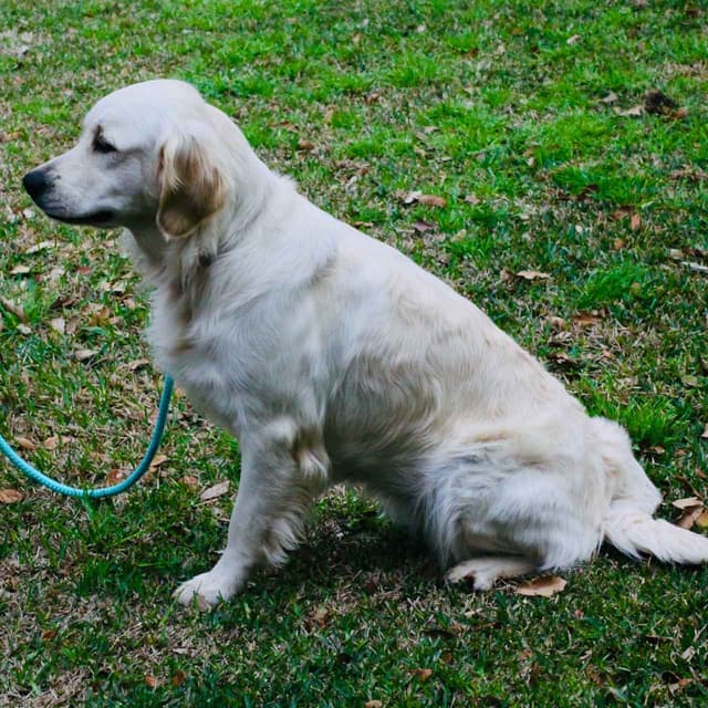 Golden Retriever Puppies media 3