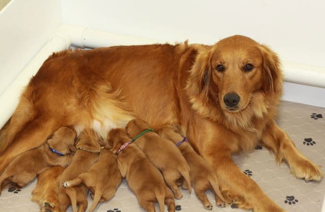 Golden Retriever Puppies media 2