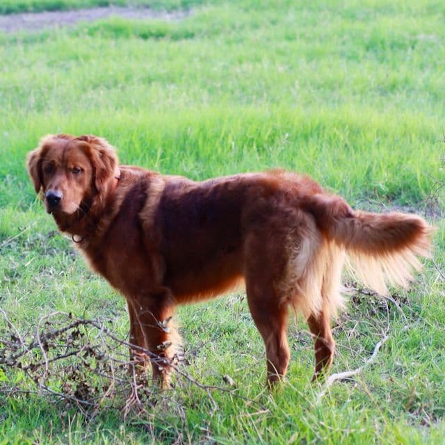 Golden Retriever Puppies media 3