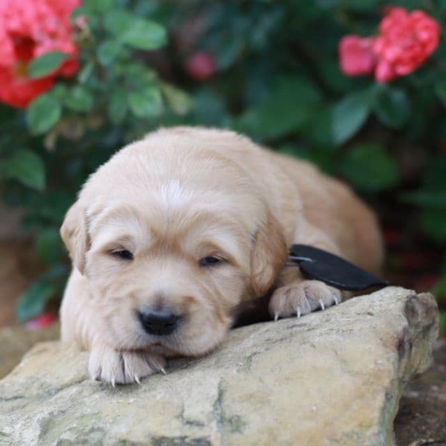 Golden Retriever Puppies media 4
