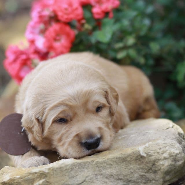 Golden Retriever Puppies media 5