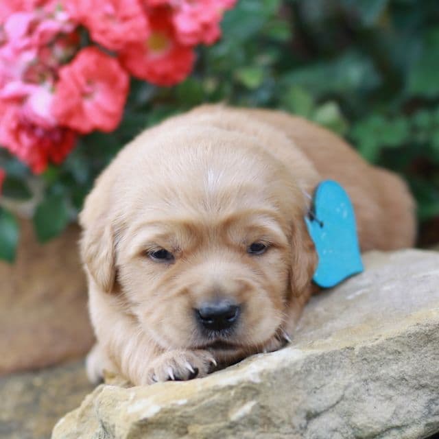 Golden Retriever Puppies media 6