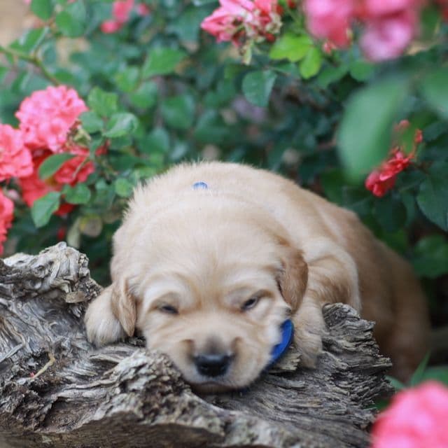 Golden Retriever Puppies media 7