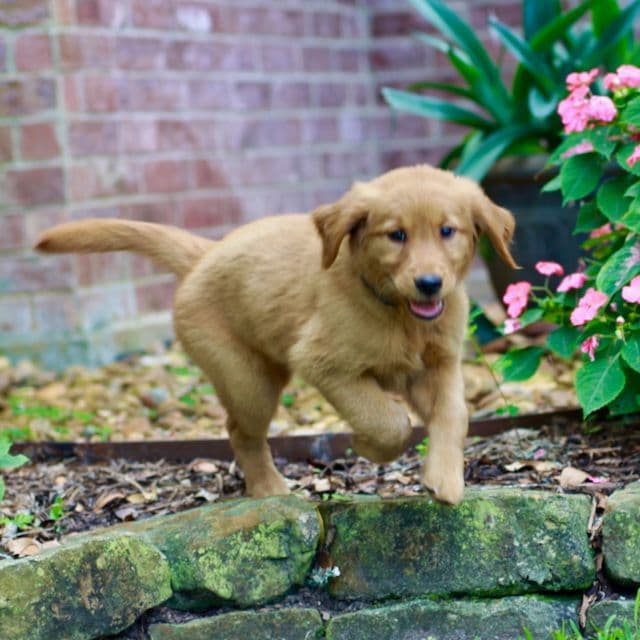 Golden Retriever Puppies media 5