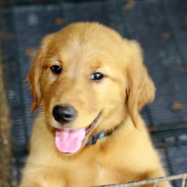 Golden Retriever Puppies media 6
