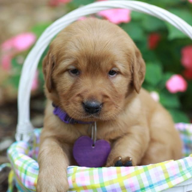 Golden Retriever Puppies media 7