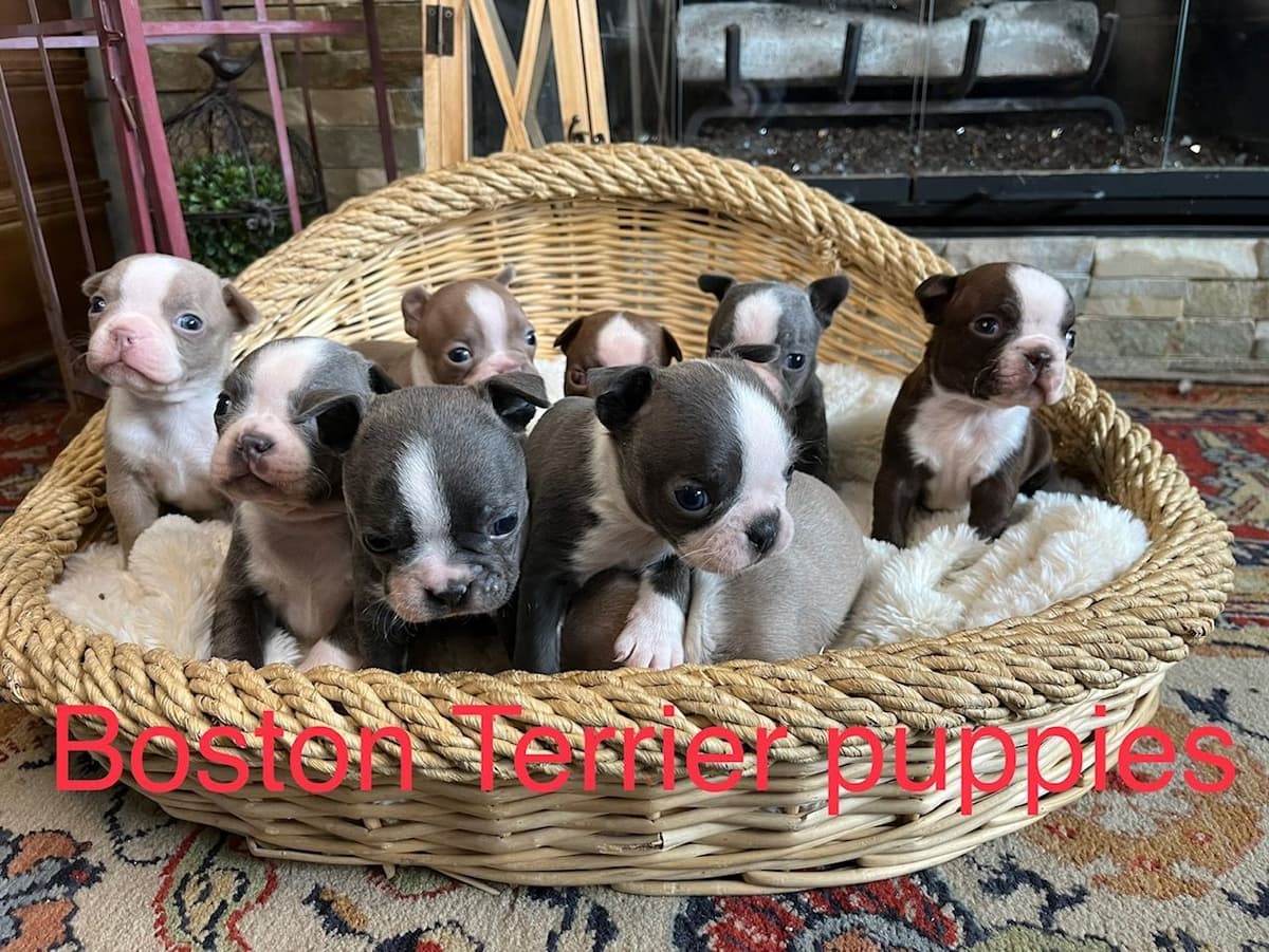 Boston Terrier Puppies breeder image 1