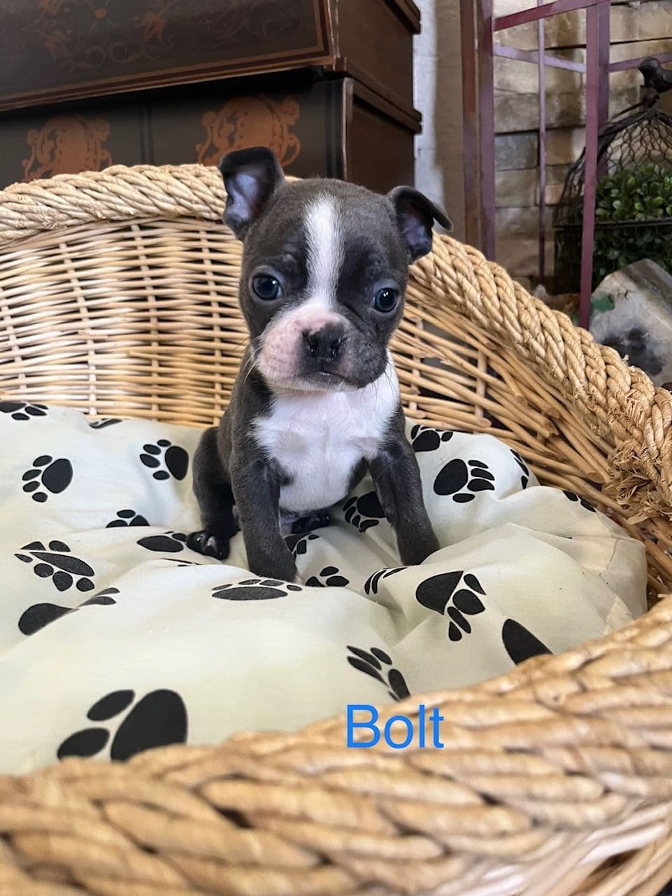 Boston Terrier Puppies breeder image 2
