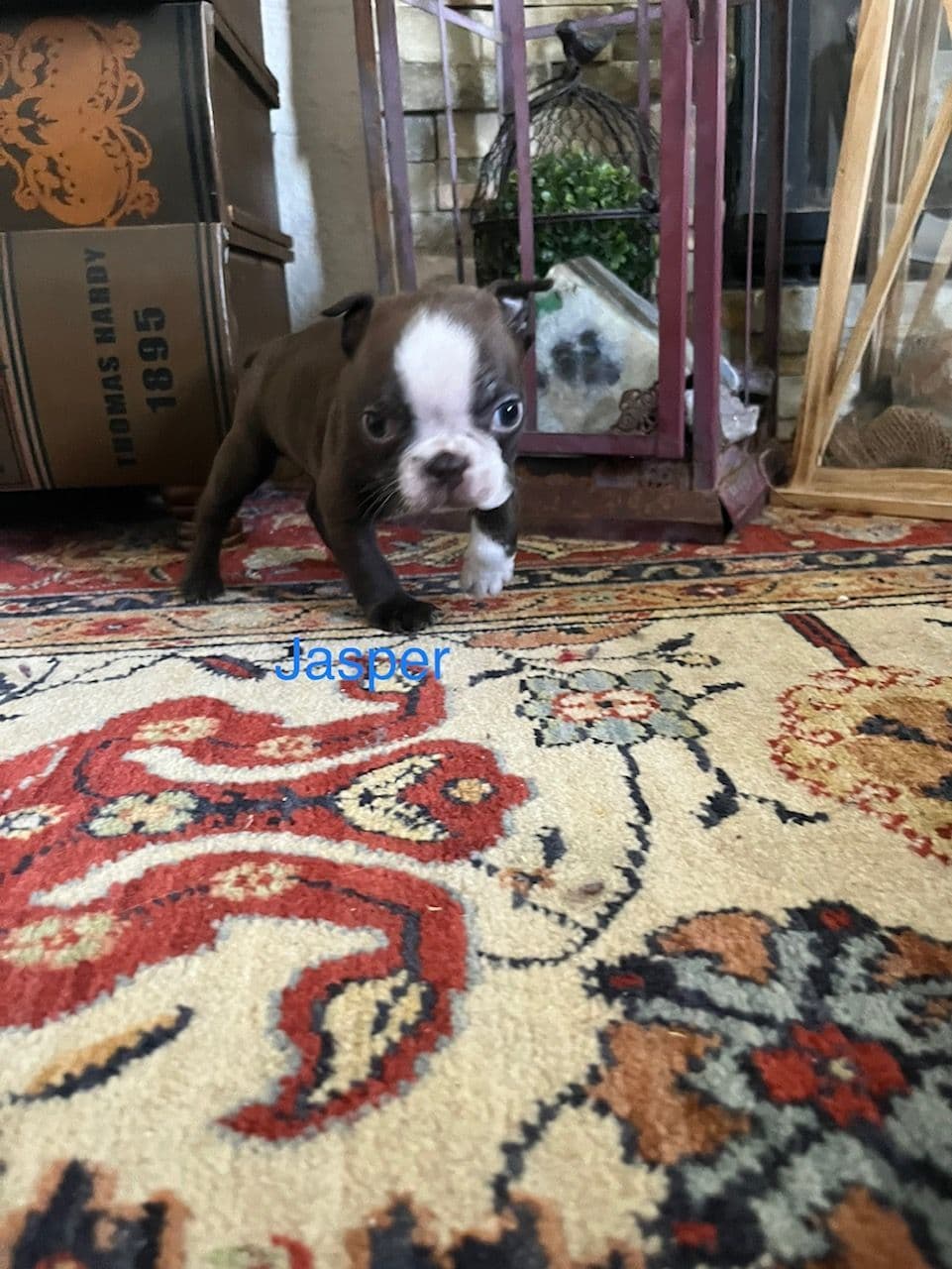 Boston Terrier Puppies breeder image 3